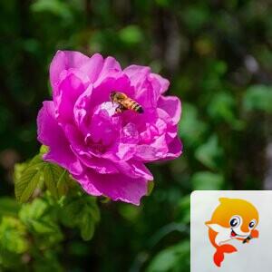 玫瑰姐姐-清秋-秋儿