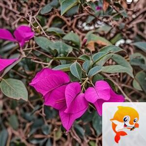 纳兰＿🎤V娱热点