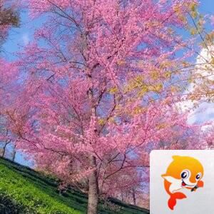 苏莯