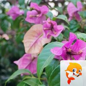 纳兰＿🎤V娱热点