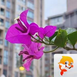 纳兰＿🎤V娱热点