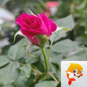 纳兰＿🎤V娱热点