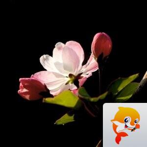种彩成祥【美摄视界】
