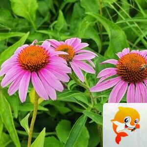 红日【爱花家园】