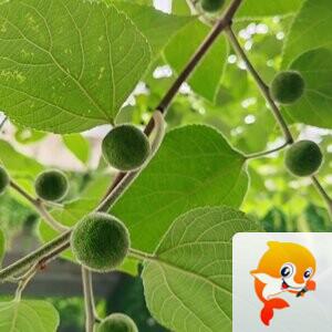 纳兰＿🎤V娱热点