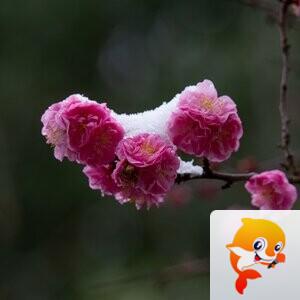 木林【兰亭雅韵】