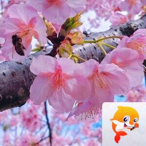 老书生【西窗剪烛】