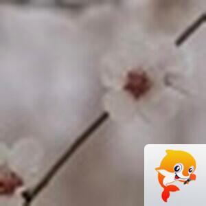 红金鱼【美攝視界】