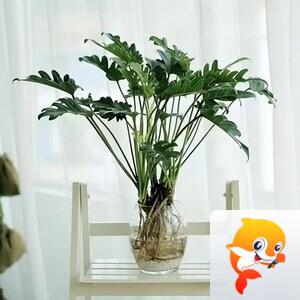 纳兰＿🎤V娱热点