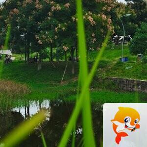 XST😊歌诵🍸豪族唱将