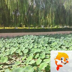 秦声韵🐬沭鳝🎄