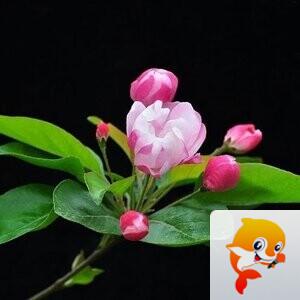 北京大妞【吟风诵雅赋诗文】