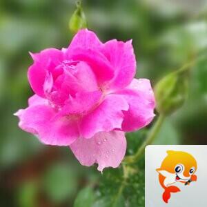 纳兰＿🎤V娱热点