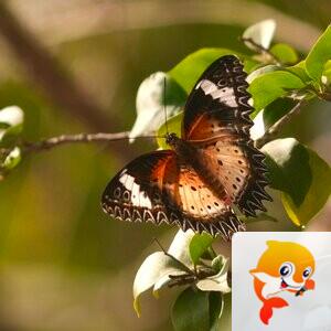 52鹦ꦿོ鹉螺ꦿ【爱花家园】