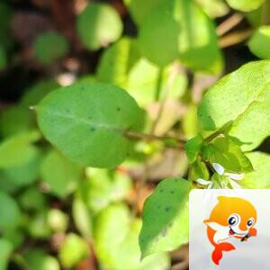 纳兰＿🎤V娱热点