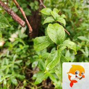 纳兰＿🎤V娱热点