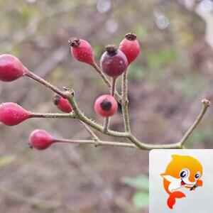 纳兰＿🎤V娱热点