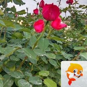 ꧁木槿꧂