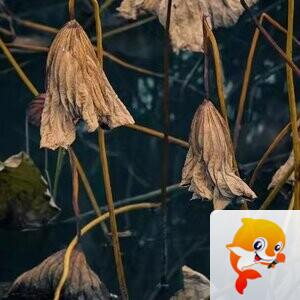 夕阳【吟风诵雅赋诗文】