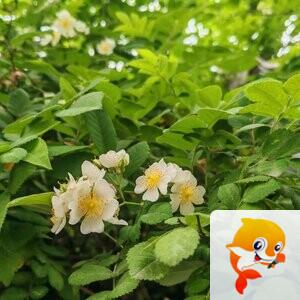 纳兰＿🎤V娱热点