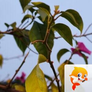 纳兰＿🎤V娱热点