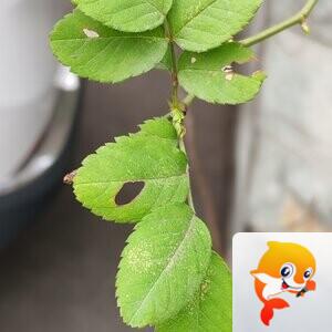 纳兰＿🎤V娱热点