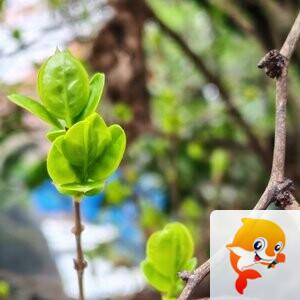 纳兰＿🎤V娱热点