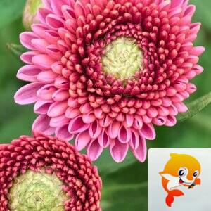 秦之声彩虹（舞师小号）