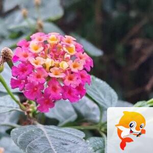 纳兰＿🎤V娱热点