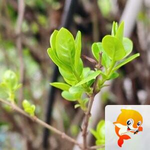 纳兰＿🎤V娱热点