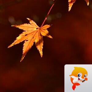 飞鱼【美摄视界】