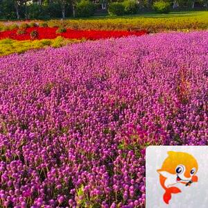 雪儿🎤V娱热点