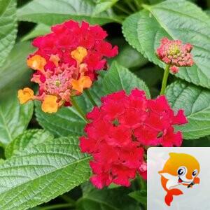 纳兰＿🎤V娱热点