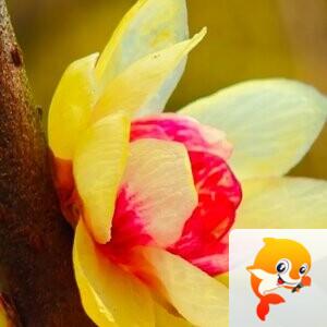 秦之声彩虹（舞师小号）