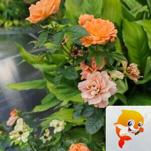 纳兰＿🎤V娱热点