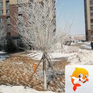 温馨麦霸🎻💝寒香