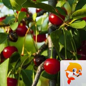 🇨🇳🎖️醉🍒玲玲