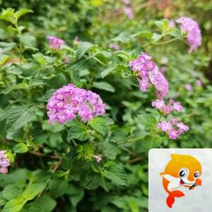 纳兰＿🎤V娱热点