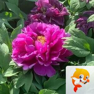 ᥬ 海蓝【爱花家园】