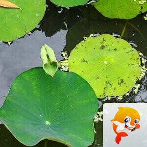 纳兰＿🎤V娱热点