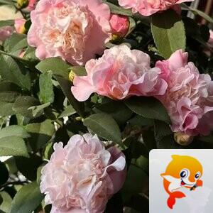 苏莯