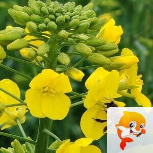 苏莯