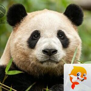 秦声韵🐬✨️🎀柯鳝🎀🌲