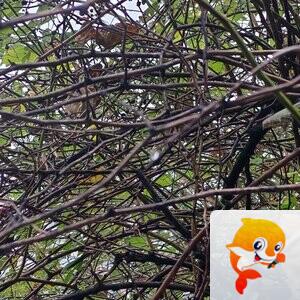 纳兰＿🎤V娱热点