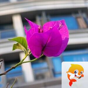 纳兰＿🎤V娱热点