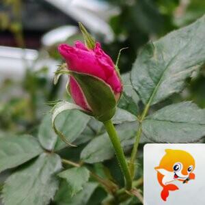 纳兰＿🎤V娱热点