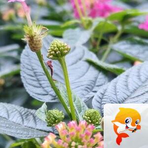 纳兰＿🎤V娱热点