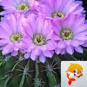 秦之声彩虹（舞师小号）