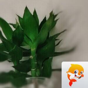 纳兰＿🎤V娱热点