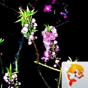 🇨🇳🎖️醉🍒玲玲